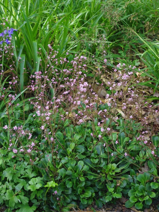 Saxifraga (London Pride Group) 'Miss Chambers'