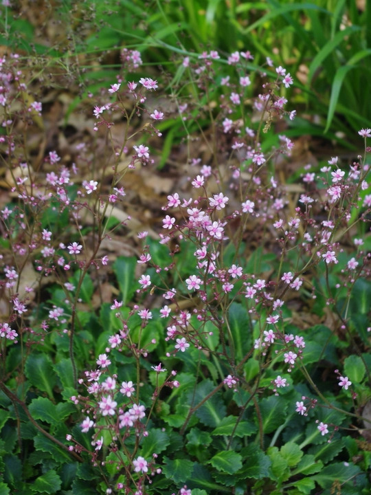 Saxifraga (London Pride Group) 'Miss Chambers'