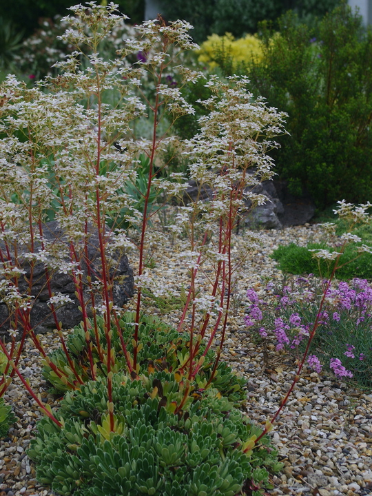 Saxifraga 'Monarch'