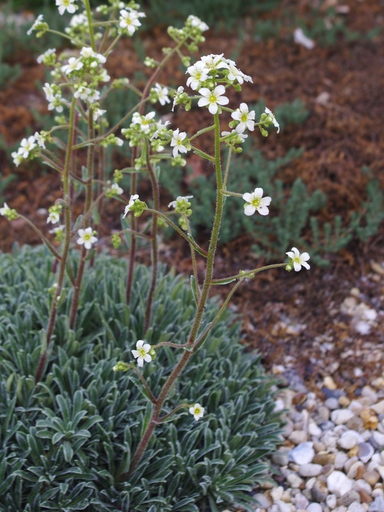 Saxifraga 'Silver Maid' (× engleri)