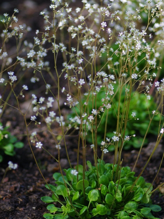 Saxifraga x geum