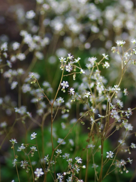 Saxifraga x geum