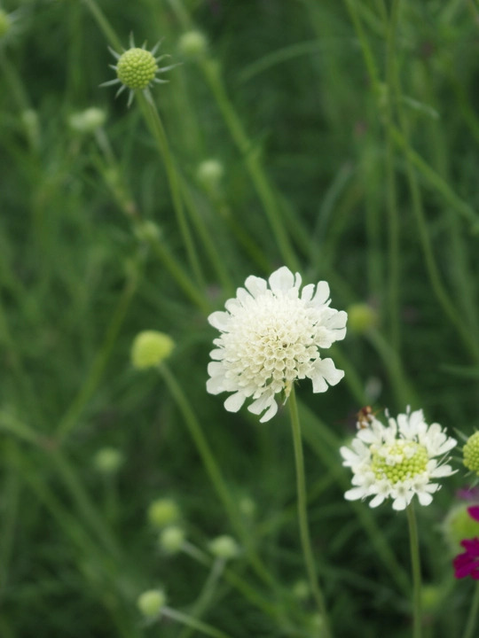 Scabiosa columbaria subsp. ochroleuca