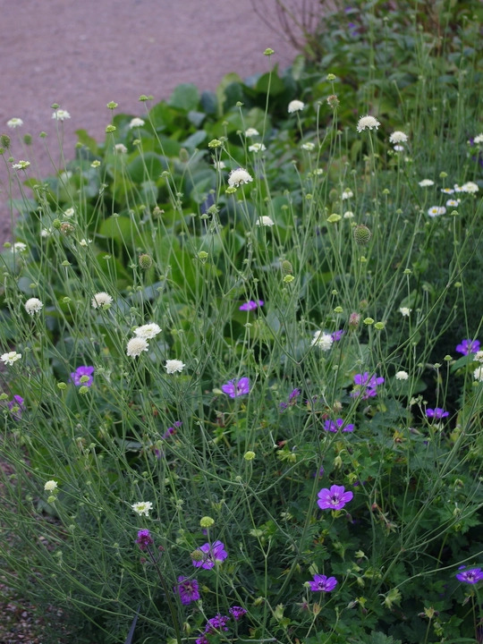 Scabiosa columbaria subsp. ochroleuca