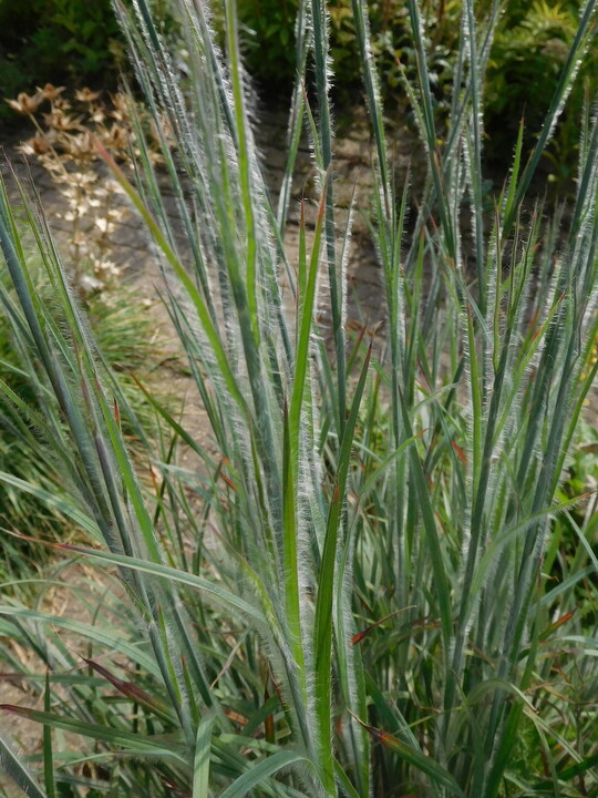 Schizachyrium scoparium
