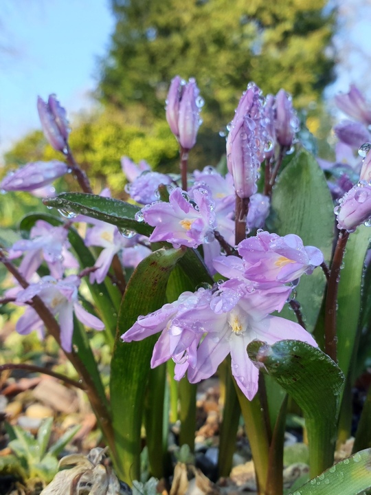 Scilla 'Pink Giant'