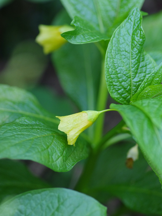 Scopolia carniolica yellow form