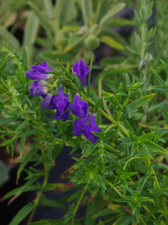 Scutellaria baicalensis