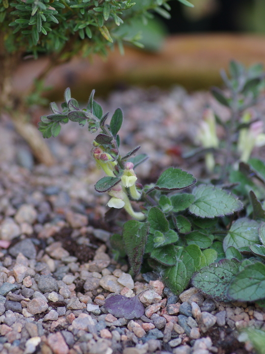 Scutellaria cypria - Beth Chatto's Plants & Gardens