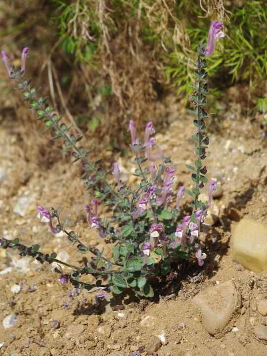 Scutellaria cypria