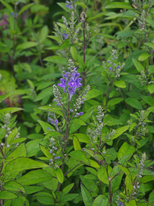 Scutellaria incana