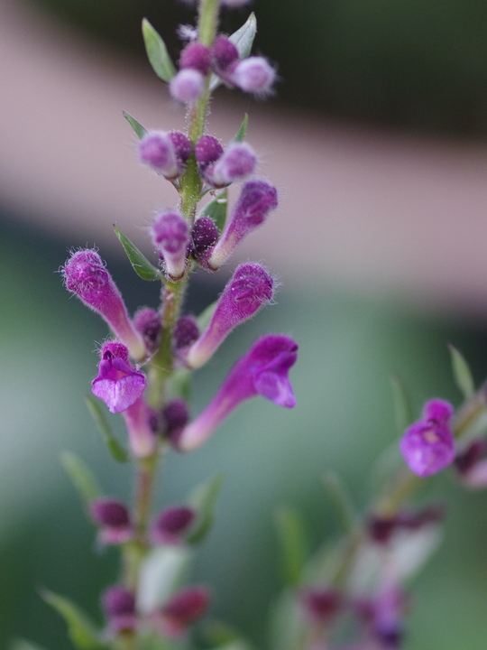 Scutellaria rupestris