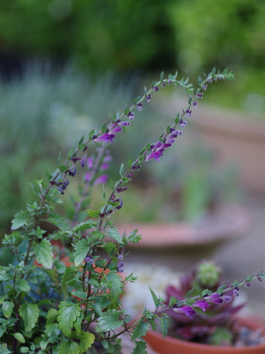 Scutellaria rupestris