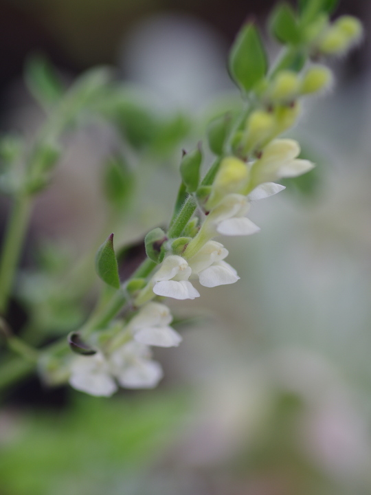 Scutellaria sieberi