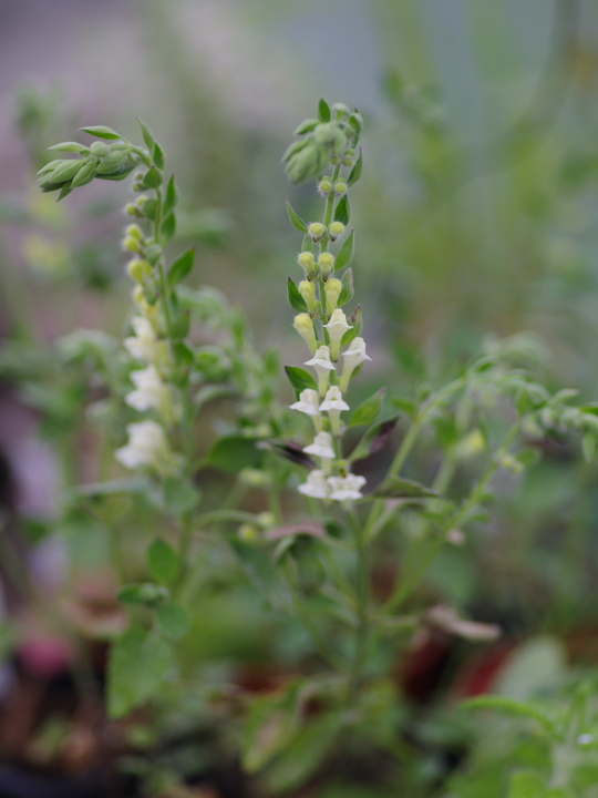 Scutellaria sieberi