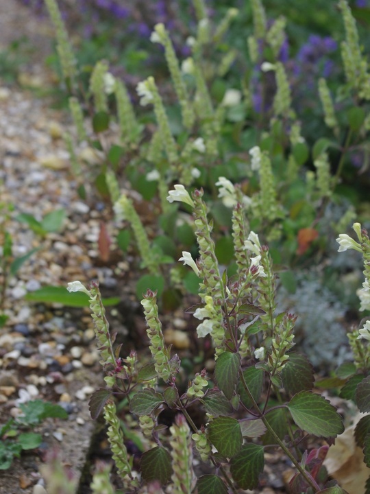 Scutellaria sieberi