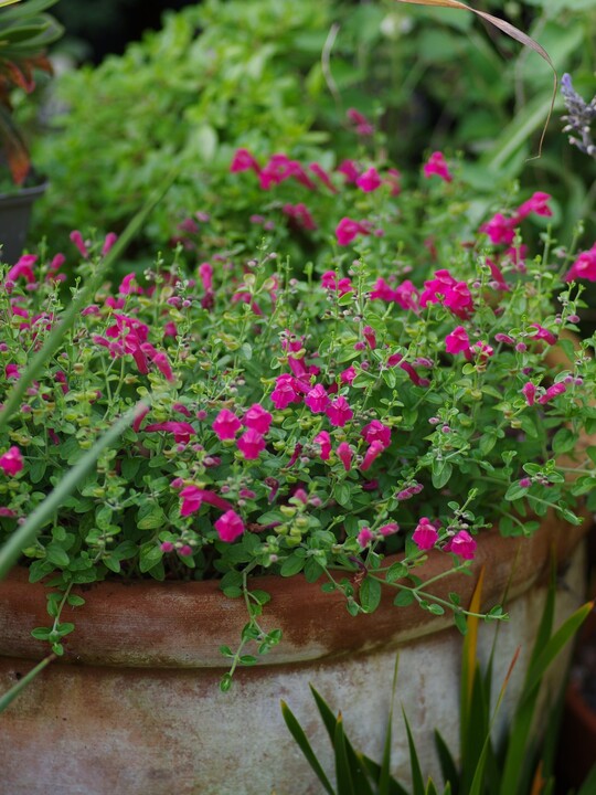 Scutellaria suffrutescens 'Texas Rose'