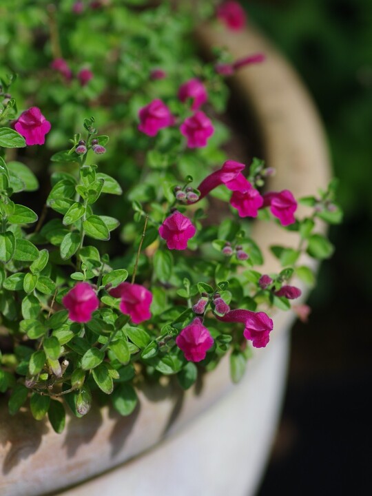 Scutellaria suffrutescens 'Texas Rose'