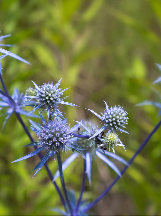 Eryngium > Eryngium planum The Beth Chatto Gardens