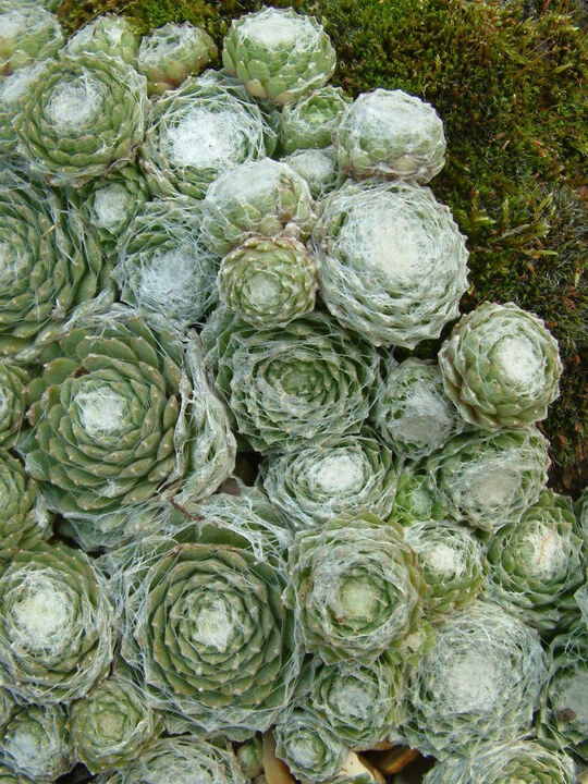 Sempervivum arachnoideum