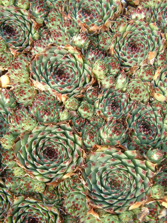 Sempervivum calcareum