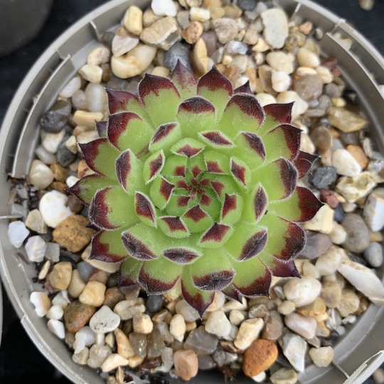 Sempervivum davisii - Beth Chatto's Plants & Gardens