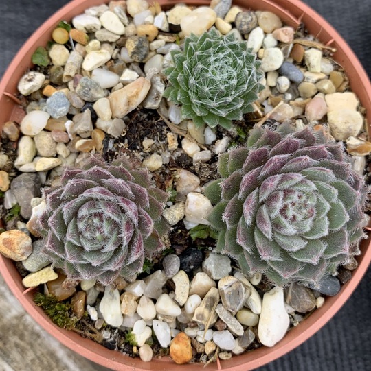 Sempervivum 'Silver Thaw'