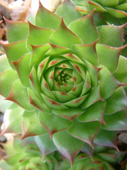 Tiny Spaces Collection