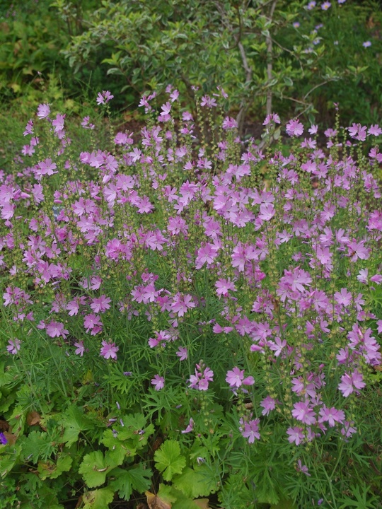 Sidalcea 'My Love'