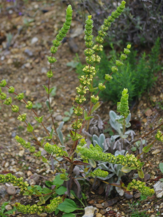 Sideritis cypria