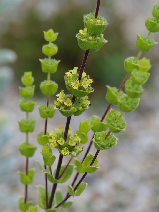 Sideritis cypria