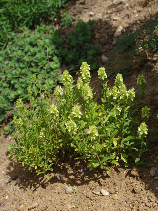 Sideritis hyssopifolia