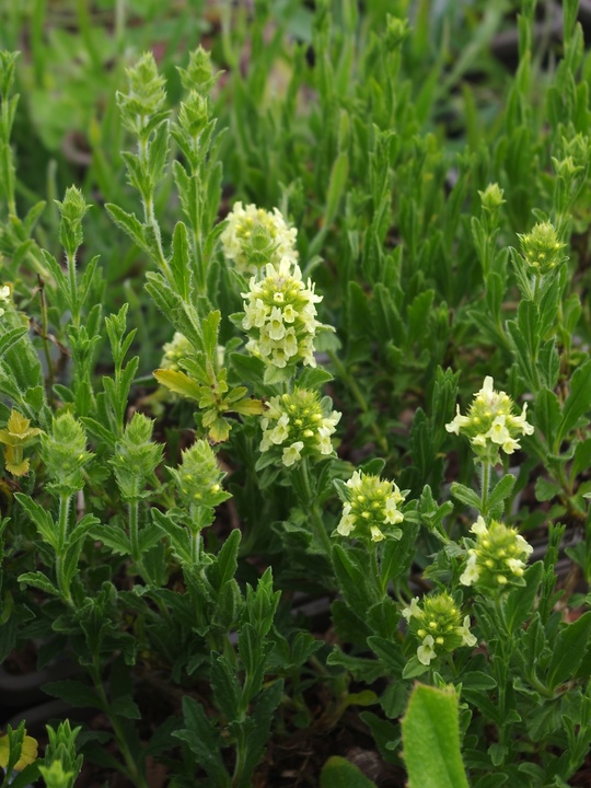 Sideritis hyssopifolia