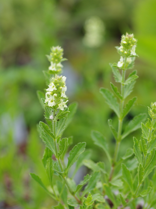 Sideritis hyssopifolia