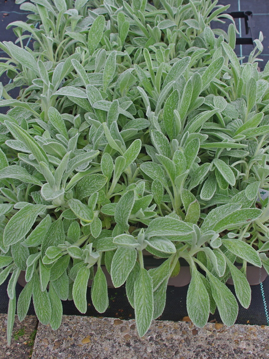 Sideritis scardica