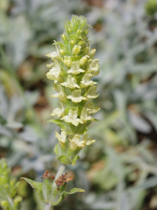 Sideritis syriaca