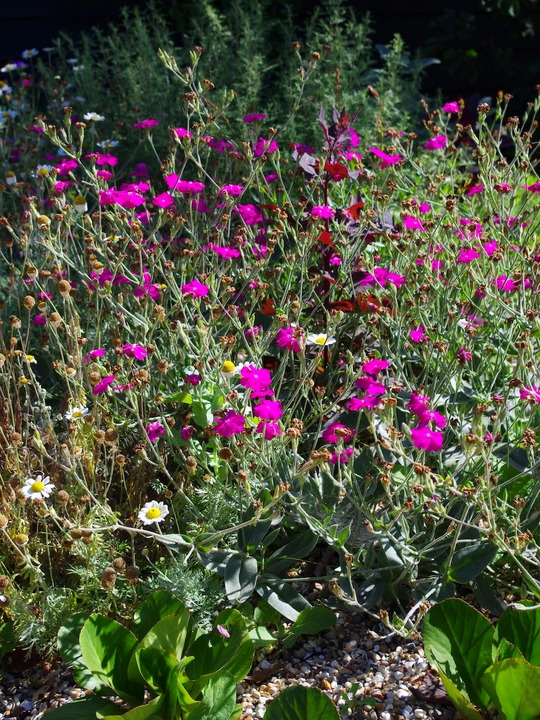 Silene banksia 'Hill Grounds'