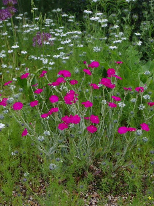 Silene banksia 'Hill Grounds'