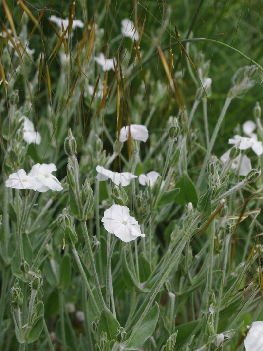 Silene coronaria 'Alba'
