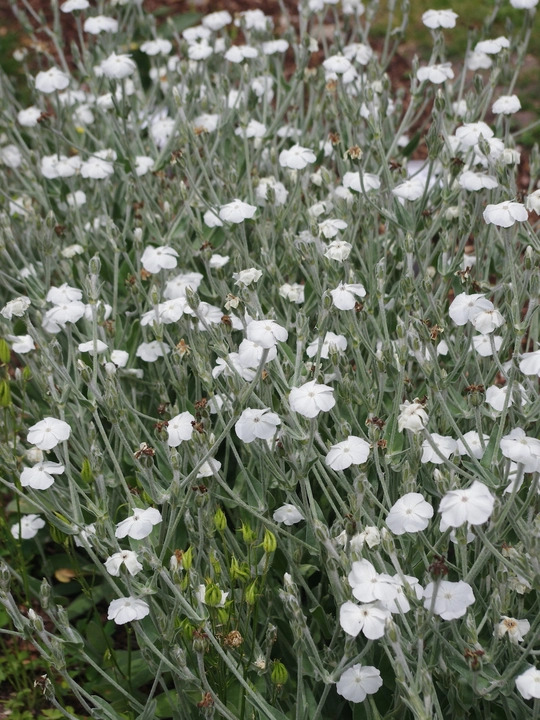 Silene coronaria 'Alba'