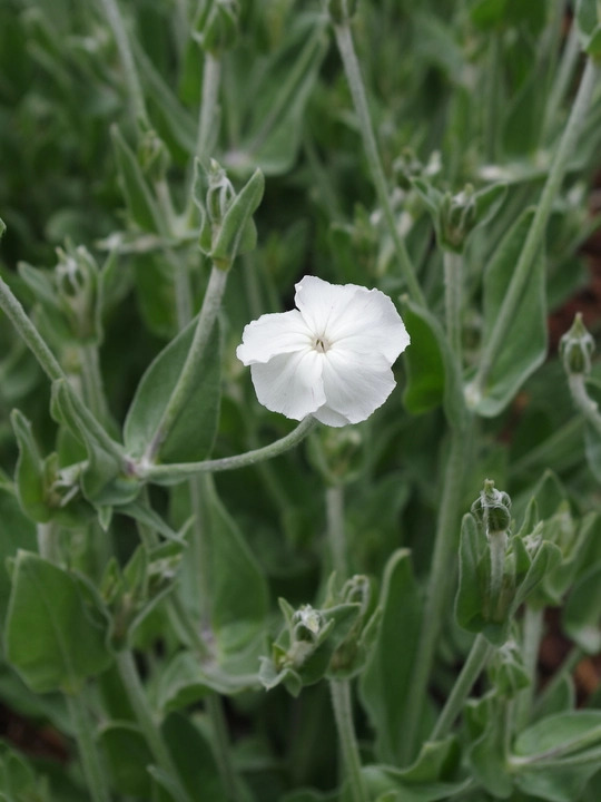Silene coronaria 'Alba'