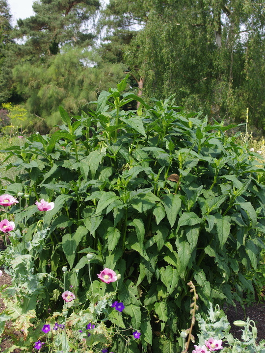 Silphium gracile