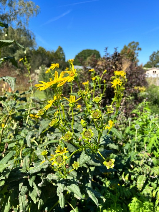 Silphium gracile