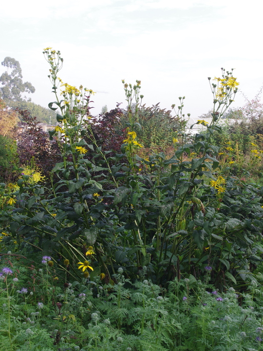 Silphium gracile