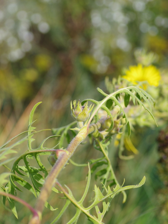 Silphium laciniatum