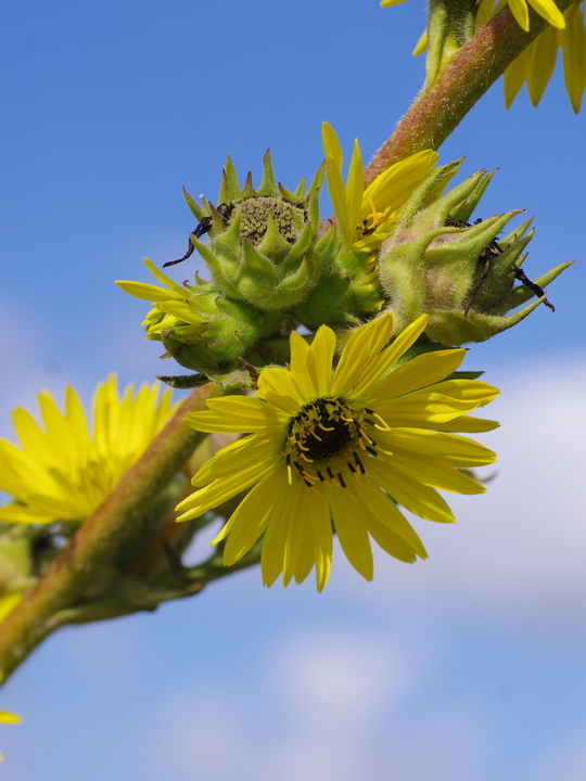 Silphium laciniatum