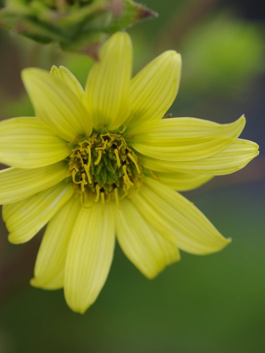 Silphium mohrii