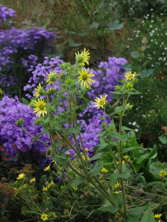 Silphium mohrii