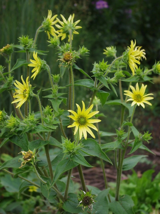 Silphium mohrii