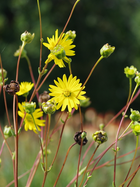 Silphium terebinthinaceum